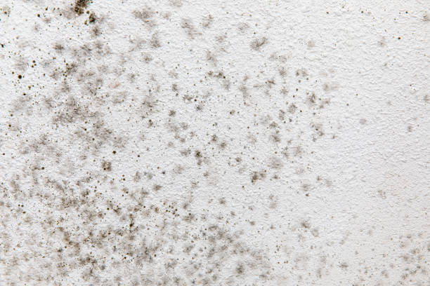 Mold Documentation for Insurance Claims in Rochester, NH