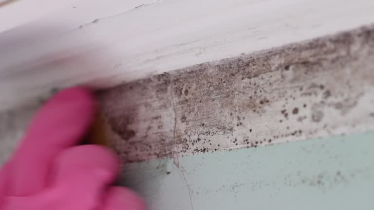 Best Residential Mold Inspection & Testing  in Rochester, NH